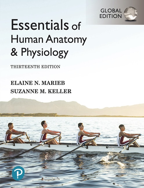 Book cover of Essentials of Human Anatomy & Physiology, Global Edition, 13th edition ISBN 9781292401942